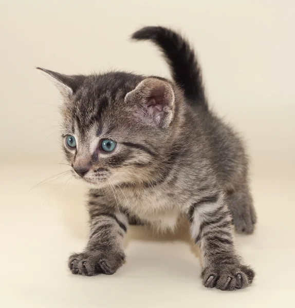 Little fluffy kitten stopped abruptly on yellow — Stock Photo, Image