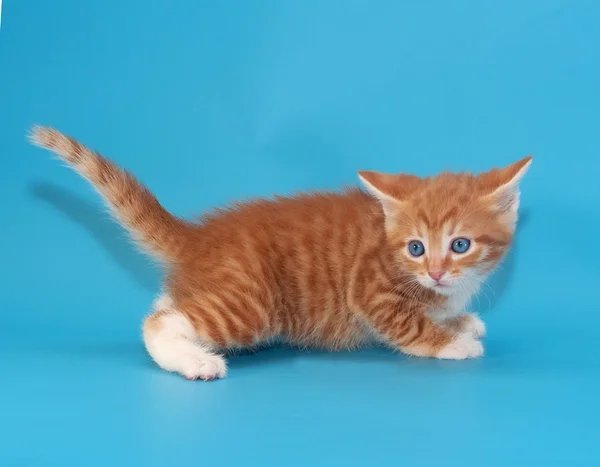 Červená nadýchané vystrašené kotě na modré — Stock fotografie