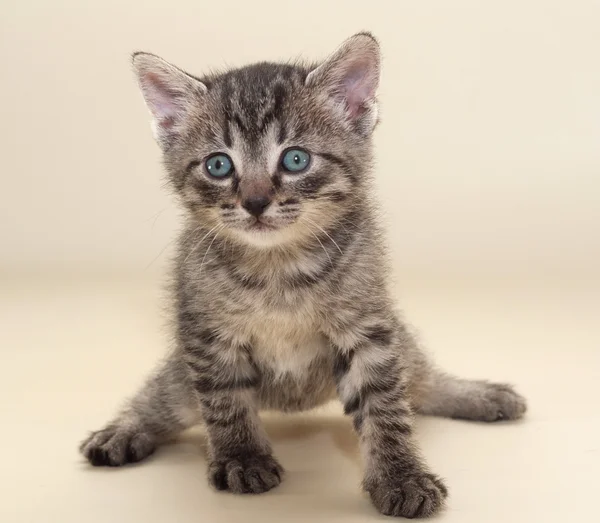 Small fluffy kitten paws are leaving on yellow — Stock Photo, Image