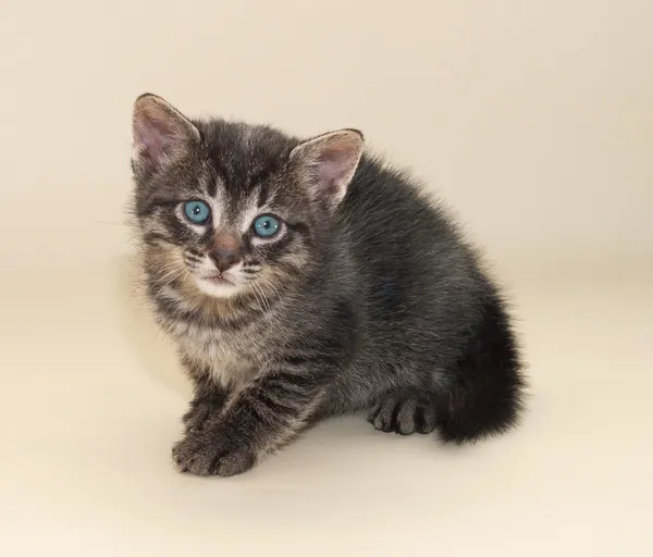 Little fluffy kitten sits on yellow — Stock Photo, Image