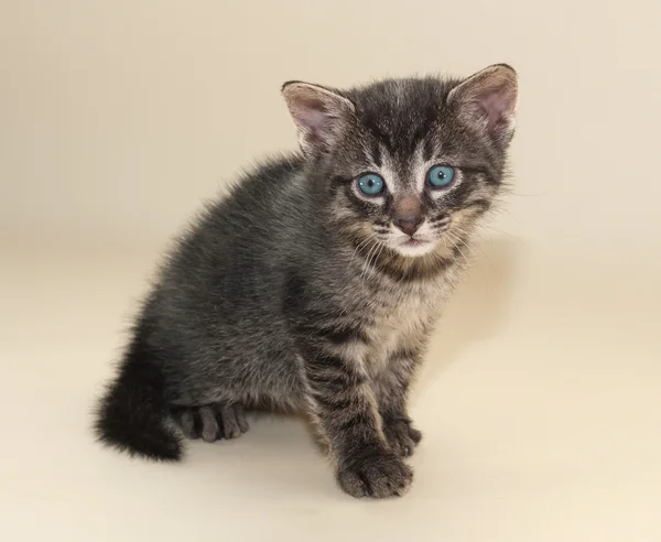 Kleines flauschiges Kätzchen sitzt auf gelb — Stockfoto