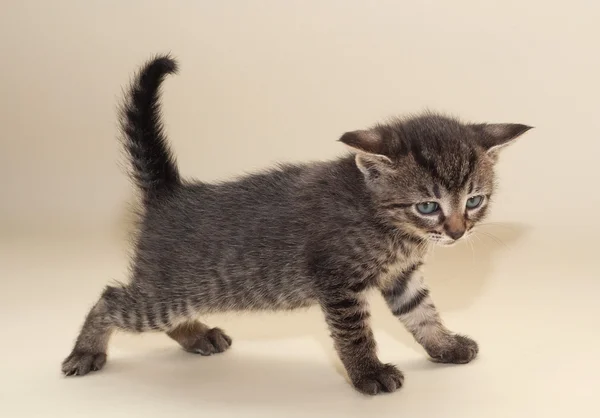 Lilla fluffiga kattunge stretching på gula — Stockfoto