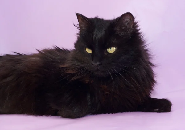 Czarny kot z żółte oczy leżącego na fioletowy — Zdjęcie stockowe