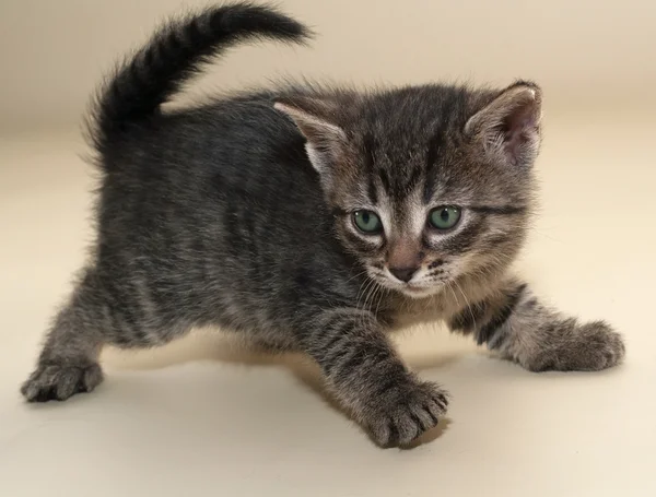 Little fluffy kitten backs on yellow — Stock Photo, Image