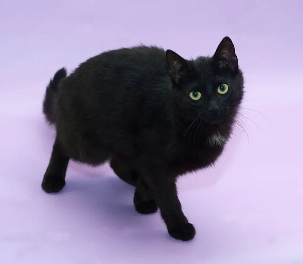 Black cat with yellow eyes sneaks up on purple — Stock Photo, Image