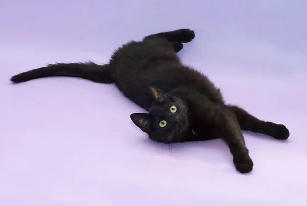 Černá kočka se žlutýma očima, ležící na fialová — Stock fotografie
