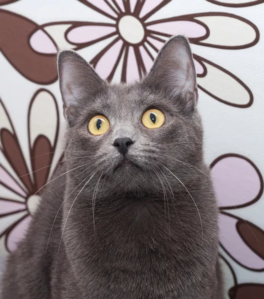 Portrait of a gray cat with yellow eyes on motley — Stock Photo, Image