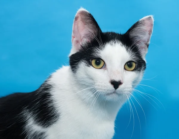 Porträt einer weißen Katze mit schwarzen Flecken auf blauem Grund — Stockfoto