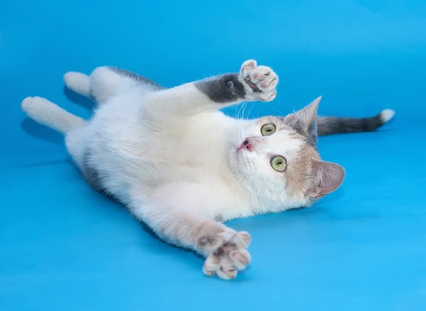 White cat with patches plays fell on blue — Stock Photo, Image