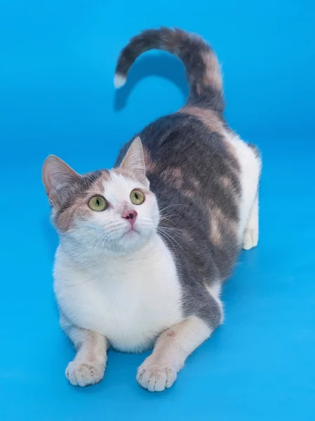 White cat with patches of raised his tail lies on blue — Stock Photo, Image