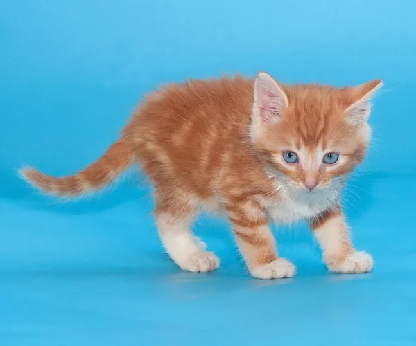Auburn incredulous kitten on blue — Stock Photo, Image