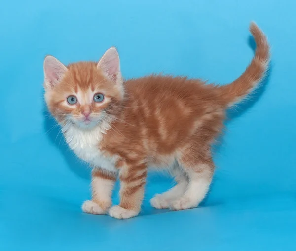 Gember kitten staande met verhoogde staart op blauw — Stockfoto