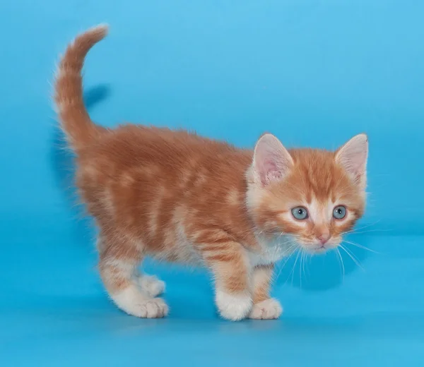 Chaton gingembre va prudemment sur bleu — Photo