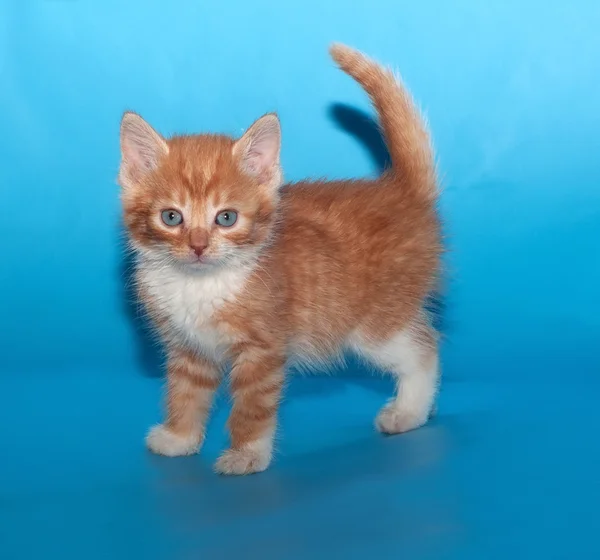 Chaton pelucheux rouge debout sur bleu — Photo