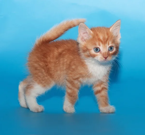 Red fluffy kitten goes on blue — Stock Photo, Image
