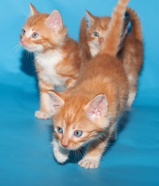 Rote flauschige Kätzchen gehen auf blau — Stockfoto