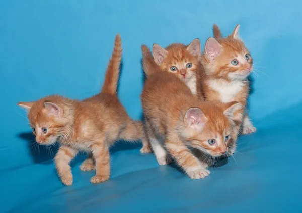 Rojo peludo gatitos ir en azul — Foto de Stock