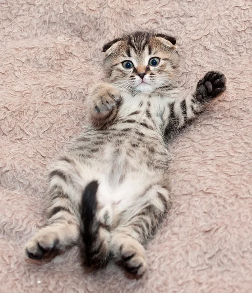 Skotský fold malé tříbarevné kotě — Stock fotografie