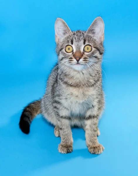 Tabby kitten met gele ogen, zittend op blauw — Stockfoto