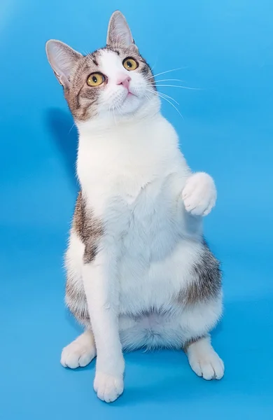 Weiße Katze mit grauen Flecken sitzt auf blau — Stockfoto