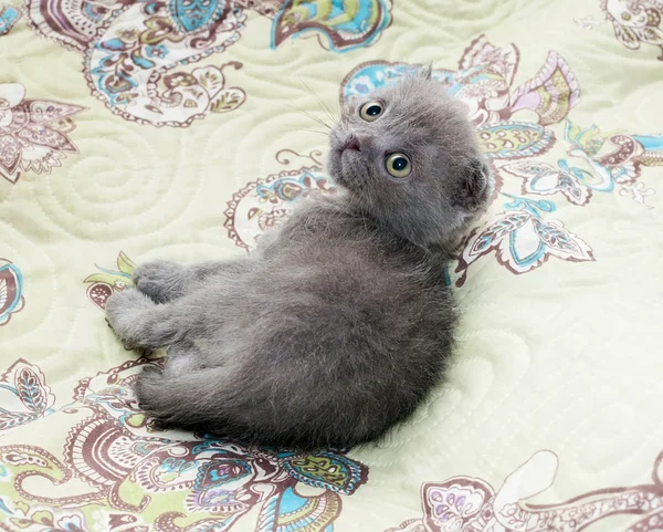 Small tabby kitten Scottish Fold at the motley background — Stock Photo, Image
