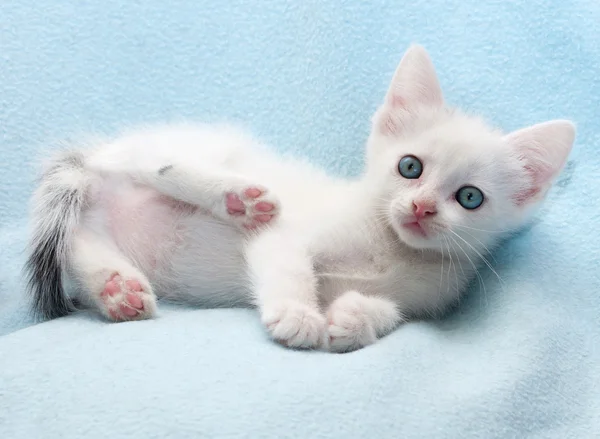 White fluffy kitten lies on blue — Stock Photo, Image