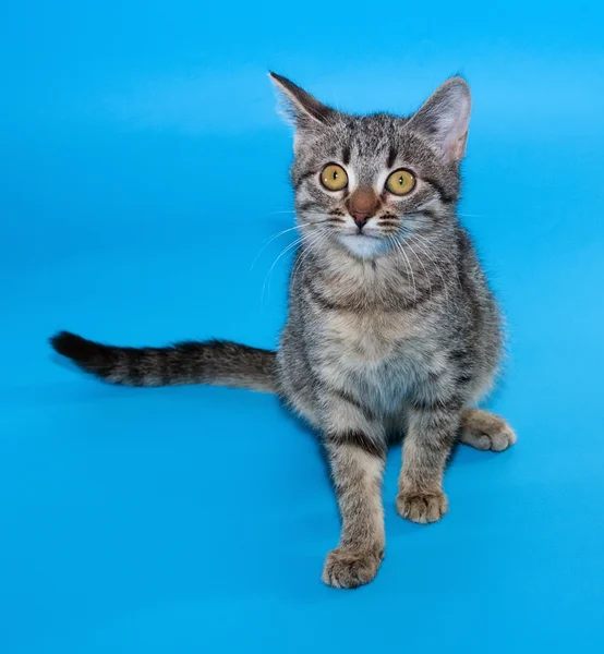 Tabby kitten with yellow eyes sitting on blue — Stock Photo, Image