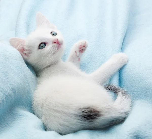 파란색에 흰 솜 털 고양이 거짓말 — 스톡 사진