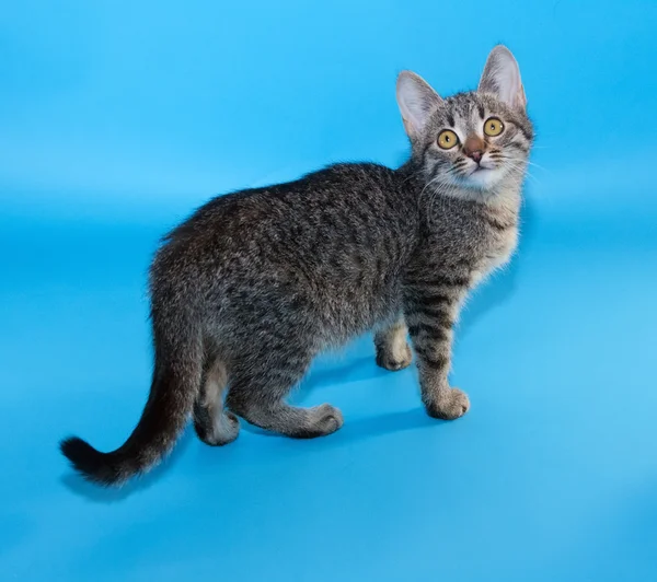 Tabby kitten with yellow eyes standing on blue — Stock Photo, Image