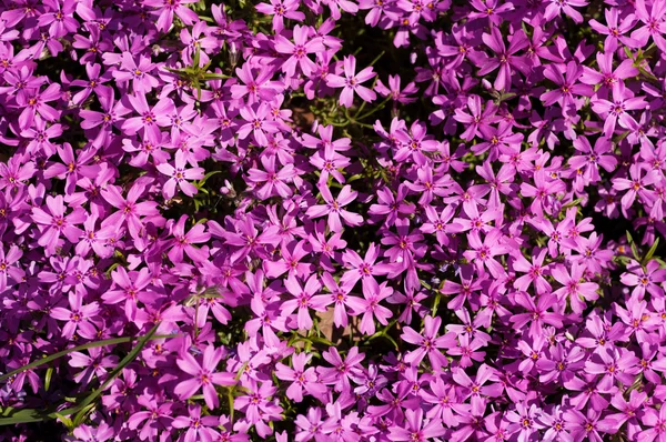 Kleine roze bloemen — Stockfoto