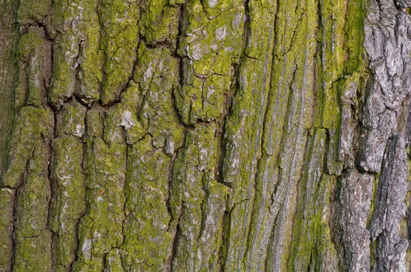 Struttura della corteccia dell'albero — Foto Stock