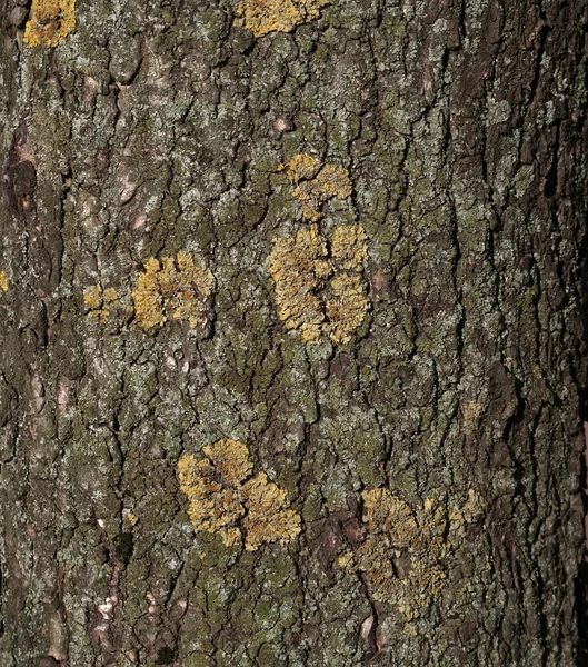 Texture of tree trunk — Stock Photo, Image