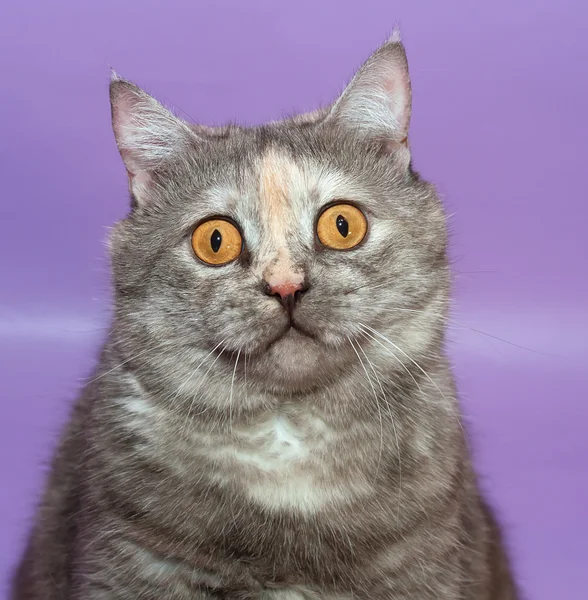Portret dikke grappige kat met gele ogen op paars — Stockfoto