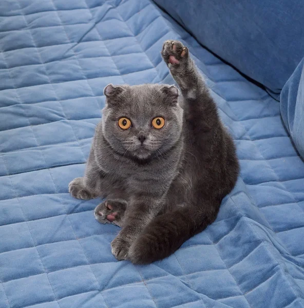 Scottish fold katt sitter på blå — Stockfoto