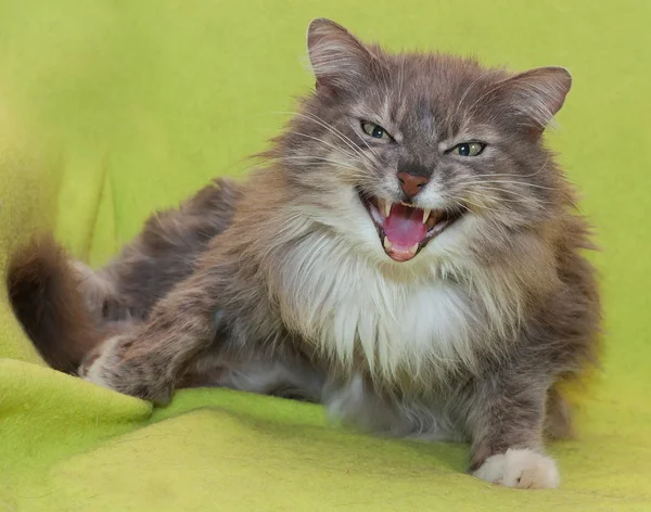 Agresywny kot syczy na zielono — Zdjęcie stockowe