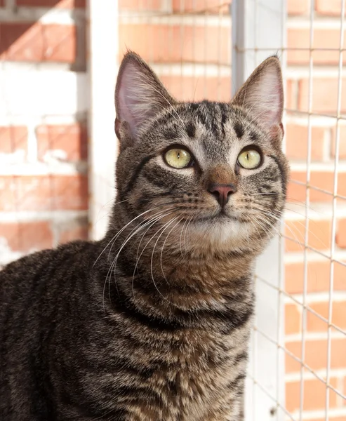 Gestromte Katze mit grünen Augen — Stockfoto