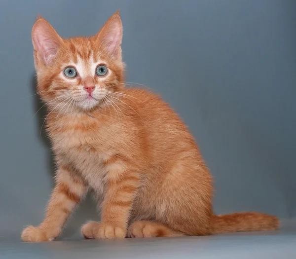 Przestraszony czerwony kot siedzi na szaro — Zdjęcie stockowe