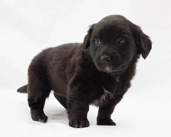 Black little puppy standing on gray — Stock Photo, Image