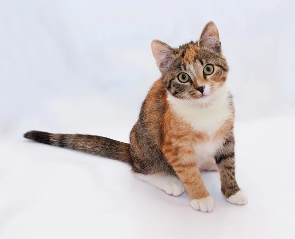 Piccolo gattino tricolore seduto sul grigio — Foto Stock