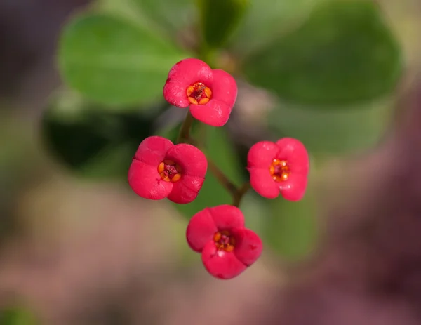 Flor tropical roja —  Fotos de Stock