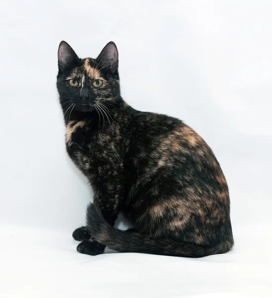 Gri üzerine oturan siyah ve kırmızı kedi — Stok fotoğraf