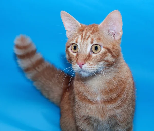 Gatto rosso con coda cespugliosa su azzurro — Foto Stock