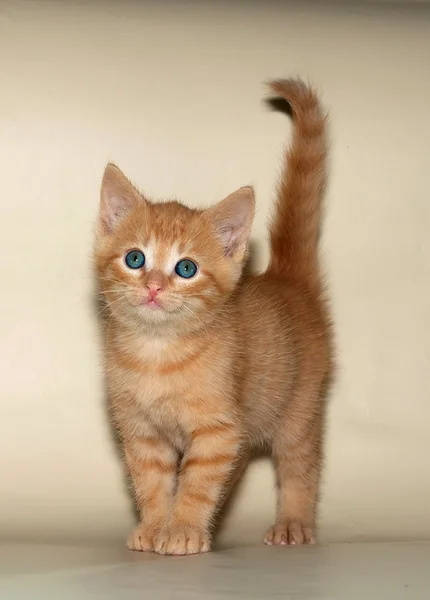 Kleines, flauschiges Ingwerkätzchen steht auf gelb — Stockfoto