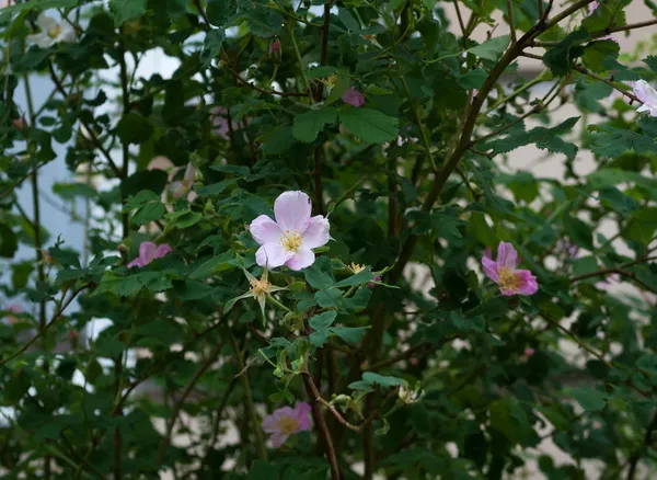 Bush wilde roos met bloemen — Stockfoto