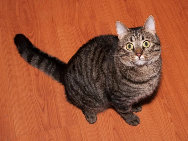 Tabby cat with yellow eyes sits — Stock Photo, Image