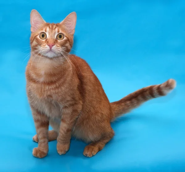 Gato rojo sentado en azul —  Fotos de Stock