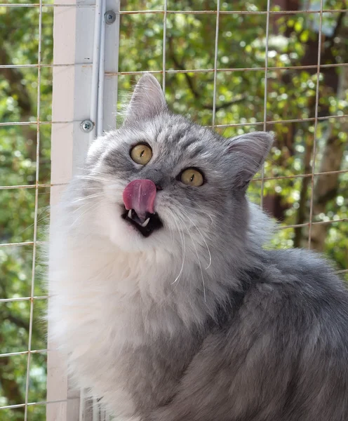 Fluffy gray cat licked against window