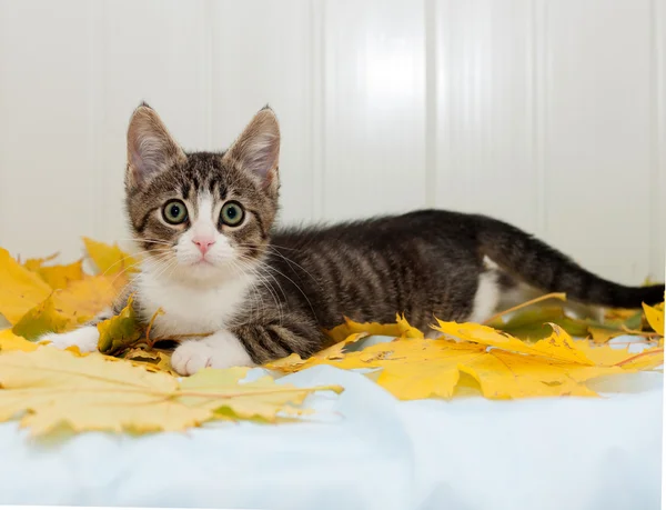 Striped frightened kitten lying on  autumn leaves — Stock Photo, Image