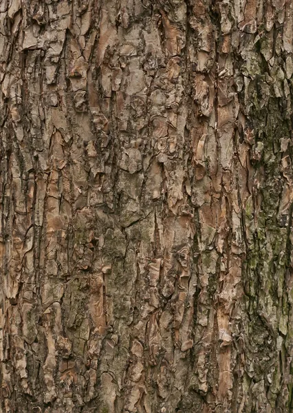 树皮纹理 — 图库照片