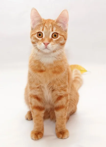 Das kleine orange gestromte Kätzchen sitzt auf grau — Stockfoto